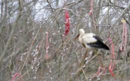 Storch, erstes Fruehlingsbote zu Ostern und Martenizi auf einem Baum