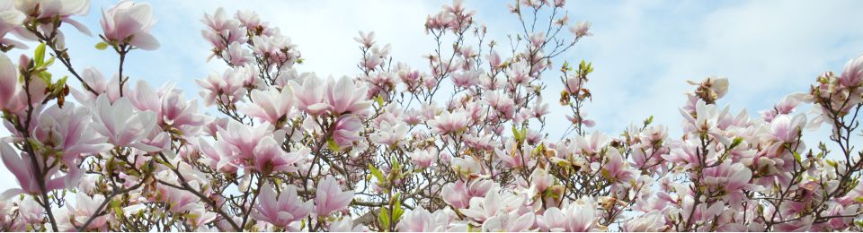 fruehling-magnolia-blueten