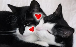 zwei katzen zum verlieben-valentinstag