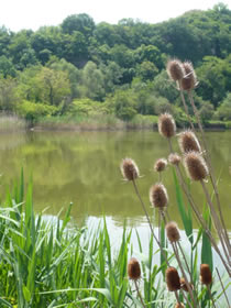 naturreservat-russe-lom